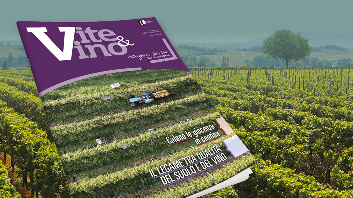 Vite & Vino Vite & Vino