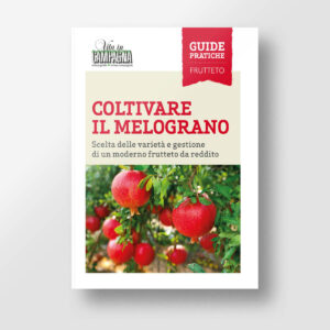 Coltivare il melograno
