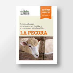La pecora