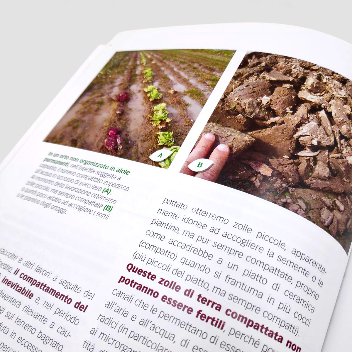 Orto Biologico - Tecniche di coltivazione - immagine 3